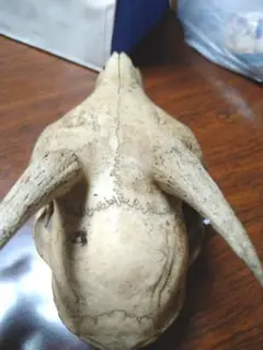 カモシカ頭蓋骨