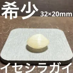イセシラガイ　化石 ３個セット　 広島市中区八丁堀 Yahoo!オークション -「イセシラガイ」(化石) (科学、自然)の
