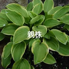 ギボウシ✳株