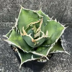 sss　チタノタ　白鯨　国産　旧来　子株　抜き苗発送 m90865514109_1.jpg?1723159217