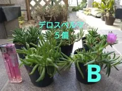 デロスペルマB 色不明5個(6センチポリポットごと)
