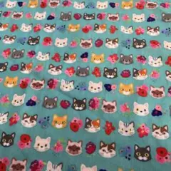 猫生地