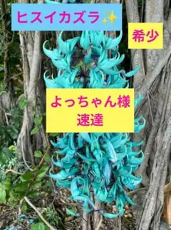 メルカリ便ヒスイカズラ 2025年最新】ヒスイカズラの人気アイテム - メルカリ