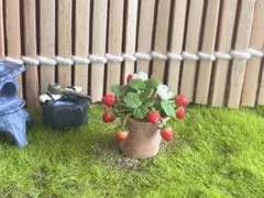 苺の鉢植え