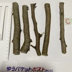 Item thumbnail for item b3ff19c2-420a-4512-93a3-10b37f6fdf23