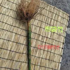 布袋竹(根付)❗【31】 布袋竹(根付)❗【31】