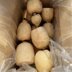 茨城かすみがうら産レンコン 1キロ