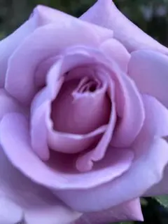 ✡ブルームーン♡大輪❆強健❆薔薇❆バラ✳挿し穂❆