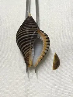 貝殻標本(沖縄の青い海の宝)スジグロホラダマシ蓋付