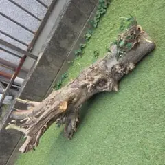 Item thumbnail for item 1bf91438-f2a0-4f17-90fd-b20a5f8348e2