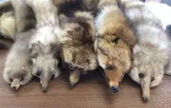 毛皮　リアルファー