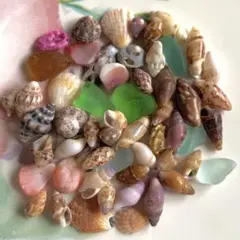 【42】　極小！天然貝殻とシーグラスのセット