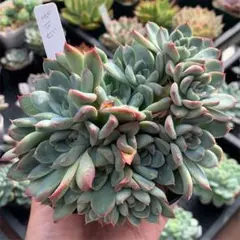 多肉植物【韓国苗】盛り盛り!ポラビ 群生♡ 抜き苗