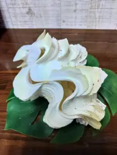 シャコ貝　専用