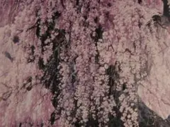 三栖右嗣、「爛漫」、希少画集の額装画、四季、風景、人気作品 三栖右嗣、「爛漫」、希少画集の額装画、四季、風景、人気作品