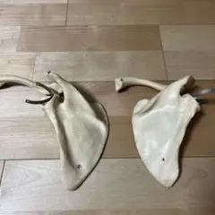 肩甲骨 左右