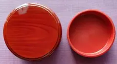 Item thumbnail for item e9d31ee3-2ab9-4c52-874e-dd42d795a224