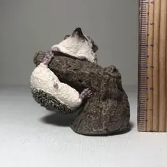 いきもの大図鑑 指巻きコレクション ハリネズミ