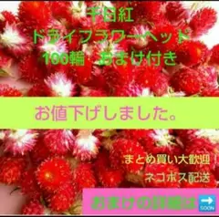 千日紅 ストロベリーフィールド ドライフラワーヘッド 100輪 おまけ付き