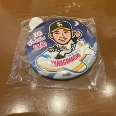 柳町達 若鷹ガチャ 缶バッジ またきんしゃいver.