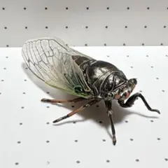 原色日本昆虫図鑑 クマゼミ YUJIN