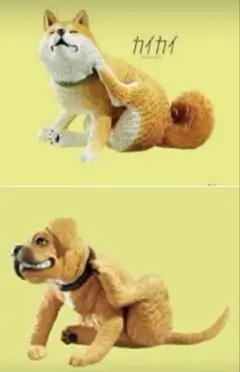 カイカイ　灰色メロン　柴犬　ローデシアン・リッジバック　2種
