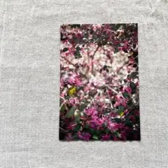 Item thumbnail for item a157fb45-232c-4ce1-8608-1e547159188d