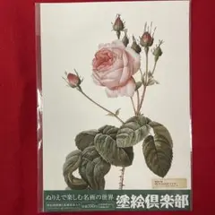ぬりえで楽しむ名画の世界 塗絵倶楽部 ピエール ジョセフ ルドゥーテ 版画見本入