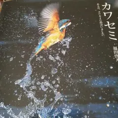 カワセミ写真集