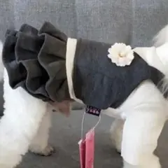 犬服犬の服ドッグウェア コサージュ付ストレッチ素材ワンピース Sグレー