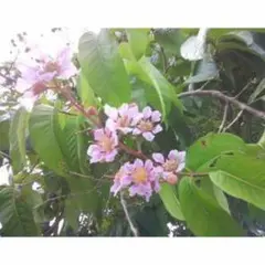 オオバナサルスベリ　鉢植え　開花中 大株　80cm 現品　9-1 2025年最新】サルスベリ オオバナの人気アイテム - メルカリ