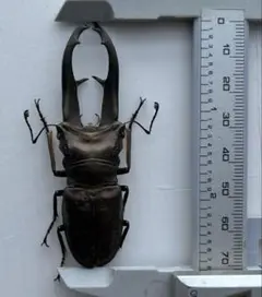 *大型　顎太良型　インペラトールホソアカ♂野外標本 Introduction to the Imperator Stag Beetle and Egg-laying Set