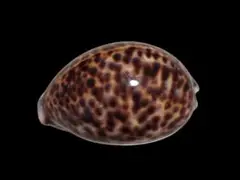 特大超美品ホシダカラ　沖縄国産　タカラガイ　コレクション　8x5x4cm