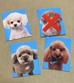 トイプードルの証明写真