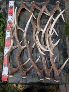 鹿の角（狩り角) ３４本セット