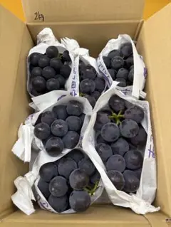 藤稔　ぶどう 箱込み2kg