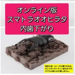 オンライン版　スマトラオオヒラタクワガタ　下がり　いきもの大図鑑　くわがた10