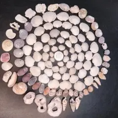 貝殻 セット*166*