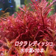 ロタラ・レディッシュ【水中葉】10本‼️