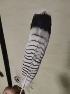 羽