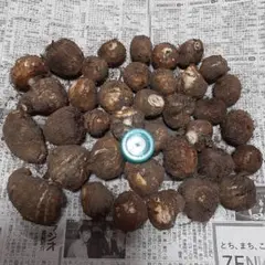 農薬不使用 里芋 500g