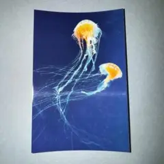 シール「アカクラゲ」