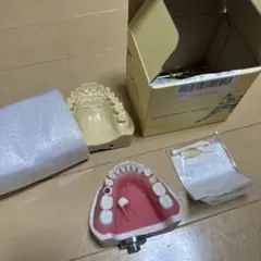歯科　模型　歯内治療練習用