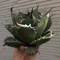 多肉植物アガベ チタノタ丸い叶白鯨 極上株