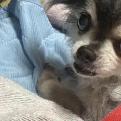 ちかぽん様 ✩.*゜•*··*•.¸♡o。