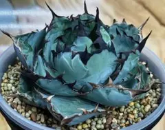キ*N様 多肉植物　アガベ チタノタ BB 藍鯨子株　100 株コースセット YK2 中株アガベ チタノタ ブラックアンドブルー 'Black&Blue