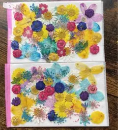 押し花小花セット