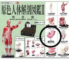 ガチャ　ユージン　人体解剖図鑑