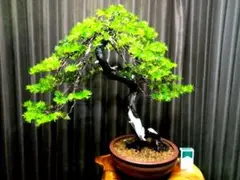 【中品 山採 杜松盆栽】　 　　　　　　　⭕懸崖の古木美品♪真柏 楽天市場】（株）一樹園 山採り杜松 中品盆栽／樹齢80年 : 一樹園