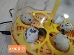 うずら　有精卵　10個　ハンドメイド用　8/26日まで